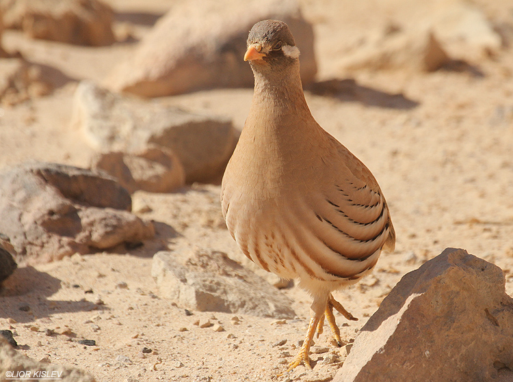 Sand Partridge Ammoperdix heyi. Amram pillars,Eilat ,17-03-12